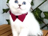Silverpoint Erkek Boncuk Scottish Fold