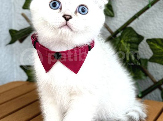 Silverpoint Erkek Boncuk Scottish Fold görsel