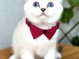 Silverpoint Erkek Boncuk Scottish Fold