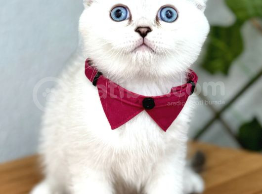 Silverpoint Erkek Boncuk Scottish Fold görsel