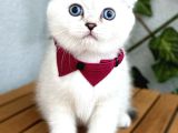 Silverpoint Erkek Boncuk Scottish Fold
