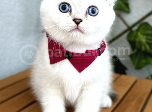 Silverpoint Erkek Boncuk Scottish Fold