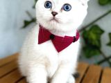 Silverpoint Erkek Boncuk Scottish Fold