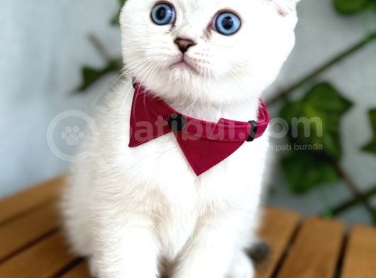 Silverpoint Erkek Boncuk Scottish Fold görsel