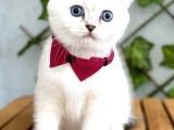 Silverpoint Erkek Boncuk Scottish Fold