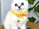 British Shorthair Harika Erkek Silverpoint