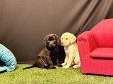 Harika Labrador Retriever Yavruları