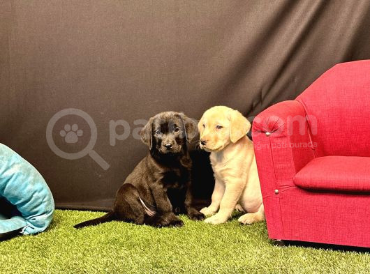 Harika Labrador Retriever Yavruları görsel