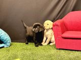 Harika Labrador Retriever Yavruları