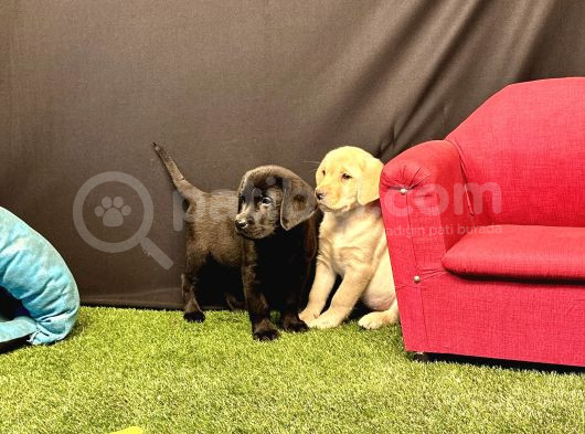 Harika Labrador Retriever Yavruları