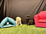 Harika Labrador Retriever Yavruları