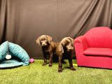 Harika Labrador Retriever Yavruları