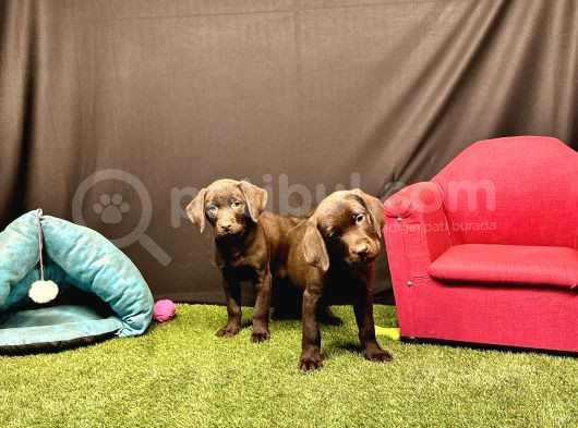 Harika Labrador Retriever Yavruları görsel