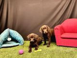 Harika Labrador Retriever Yavruları