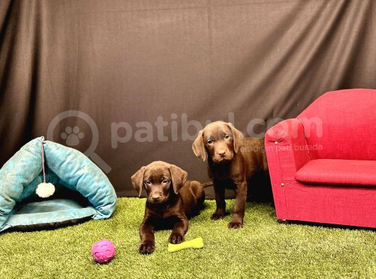Harika Labrador Retriever Yavruları görsel