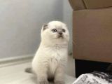 BURSANIN EN SEÇKİN KEDİLERİ SCOTTISH FOLD BLUE POİNT