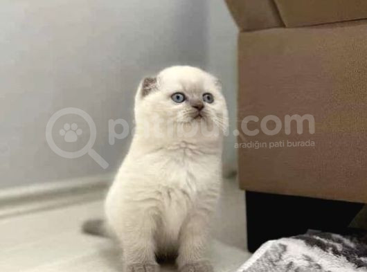 Bursanin En Seçki̇n Kedi̇leri̇ Scottish Fold Blue Poi̇nt