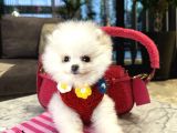 Pofidik Tüğlü Ayıcık suratlı exacly boo teddy bear