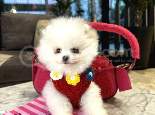 Pofidik Tüğlü Ayıcık Suratlı Exacly Boo Teddy Bear