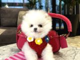 Pofidik Tüğlü Ayıcık Suratlı Exacly Boo Teddy Bear