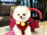Pofidik Tüğlü Ayıcık Suratlı Exacly Boo Teddy Bear