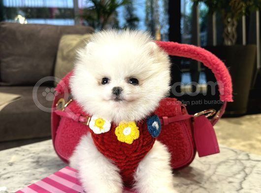 Pofidik Tüğlü Ayıcık Suratlı Exacly Boo Teddy Bear görsel
