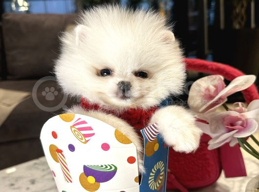 Pofidik Tüğlü Ayıcık Suratlı Exacly Boo Teddy Bear görsel