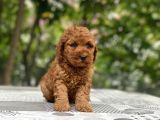 TEACUP 2 KG GARANTİSİ ALTINDA KIRMIZI RED TOOY POODLE 