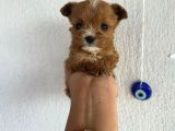 Teacup 2 Kg Garanti̇si̇ Altinda Kirmizi Red Tooy Poodle 