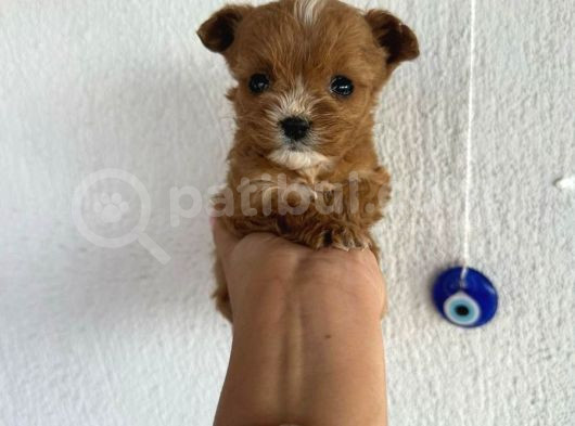 Teacup 2 Kg Garanti̇si̇ Altinda Kirmizi Red Tooy Poodle  görsel