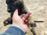 28 Eylül Doğumlu Malinois Yavrumuz