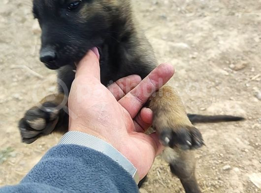28 Eylül Doğumlu Malinois Yavrumuz görsel