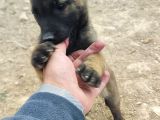 28 Eylül Doğumlu Malinois Yavrumuz