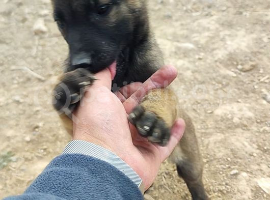 28 Eylül Doğumlu Malinois Yavrumuz görsel