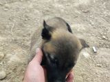 28 Eylül doğumlu malinois yavrumuz