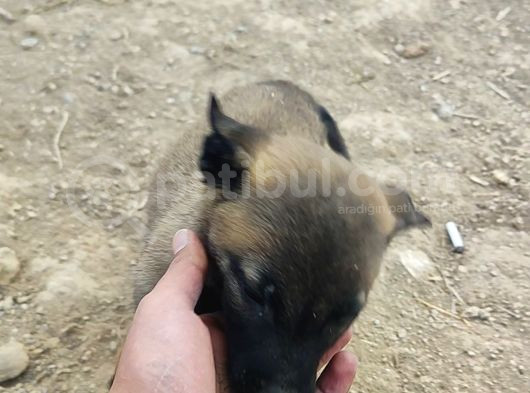 28 Eylül Doğumlu Malinois Yavrumuz