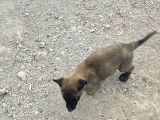 28 Eylül Doğumlu Malinois Yavrumuz