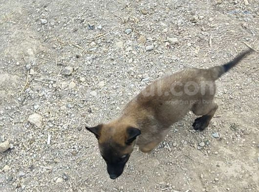 28 Eylül Doğumlu Malinois Yavrumuz görsel