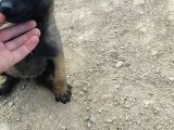 28 Eylül Doğumlu Malinois Yavrumuz