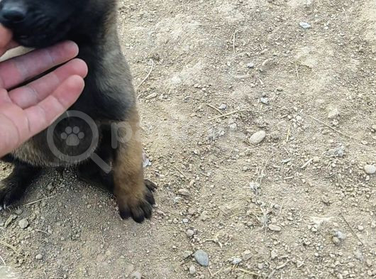 28 Eylül Doğumlu Malinois Yavrumuz görsel