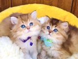 Scr Li Anne Babadan Golden Brıtısh Longhair Bebeklerim
