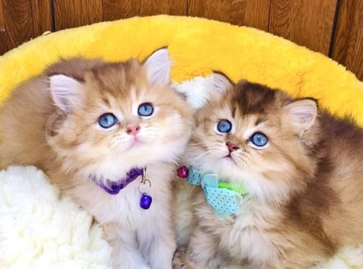 Scr Li Anne Babadan Golden Brıtısh Longhair Bebeklerim görsel