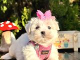 Mini Boy Maltese Yavru 