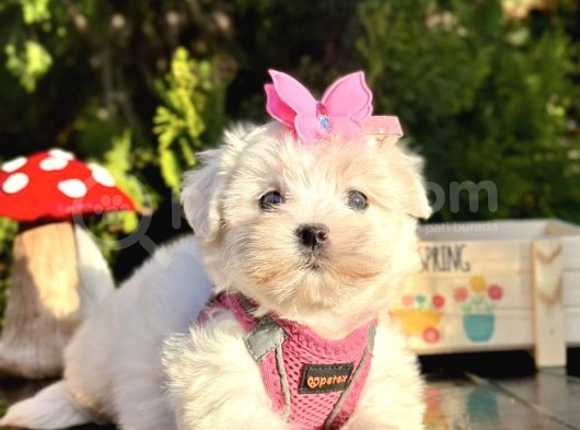Mini Boy Maltese Yavru  görsel