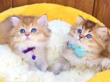 Scr Li Anne Babadan Golden Brıtısh Longhair Bebeklerim