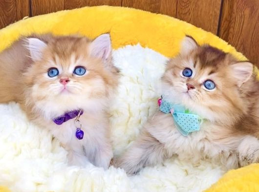 Scr Li Anne Babadan Golden Brıtısh Longhair Bebeklerim görsel