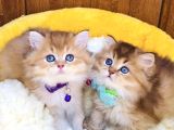Scr Li Anne Babadan Golden Brıtısh Longhair Bebeklerim