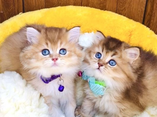 Scr Li Anne Babadan Golden Brıtısh Longhair Bebeklerim görsel