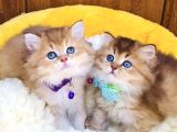 Scr li anne babadan golden brıtısh longhair bebeklerim