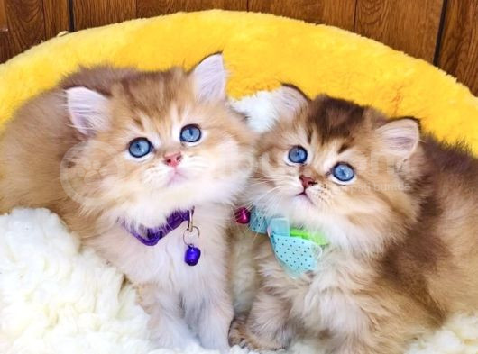 Scr Li Anne Babadan Golden Brıtısh Longhair Bebeklerim